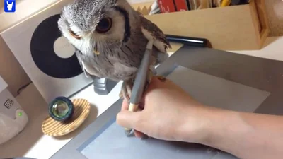 Забавная сова помогает хозяину рисовать