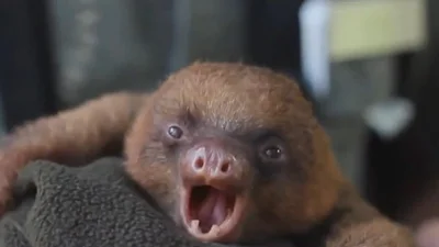 Милый ленивец зевает, пытаясь уснуть