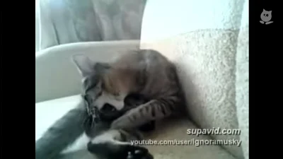 Смешной кот борется со своими лапами