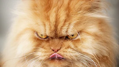 Управление гневом: встречайте самого злого кота в мире