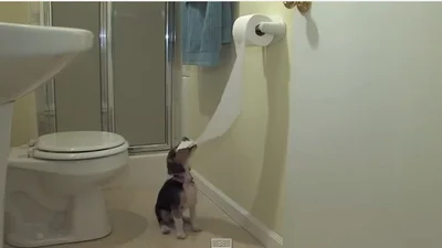 Забавная собака смешно играет с туалетной бумагой