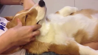 Собака попала в рай: спа-салон для животных