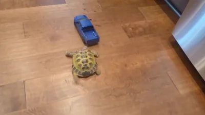 Прикольная черепаха догоняет игрушечную машинку