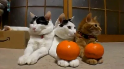 Забавные коты смешно реагируют на мандарины