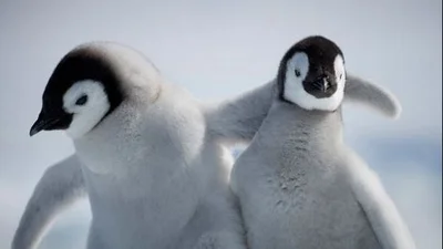 Забавный пингвин поприкалывался над своим другом