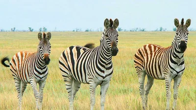 Моя країна: удивительная природа заповедника Аскания-Нова