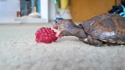Медленная черепаха очень медленно кушает малинку