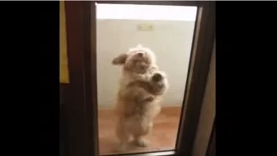 Милая собачка прикольно танцует на балконе
