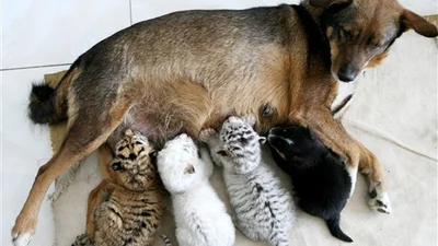 Собака стала мамой для тигрят