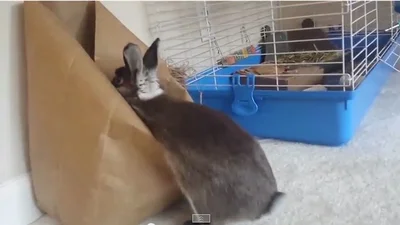 Забавный кролик ищет морковку в пакете