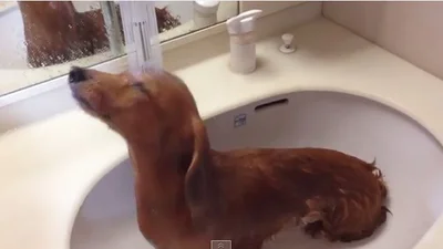 Собака тащится от ванных процедур