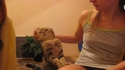 Настойчивая кошка напрашивается на ласку