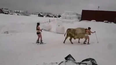 Девушка в купальнике прокаталась на лыжах с коровой