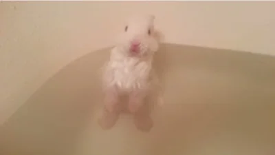 Миленький кролик купается в огромной ванной