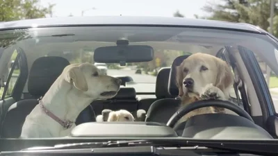 Жизненная реклама Subaru с собаками взорвала сеть