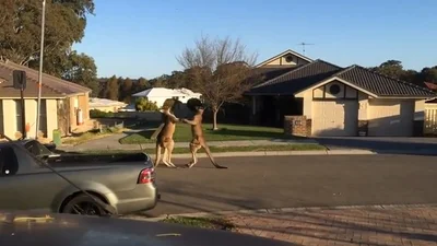 Суровые кенгуру подрались посреди улицы
