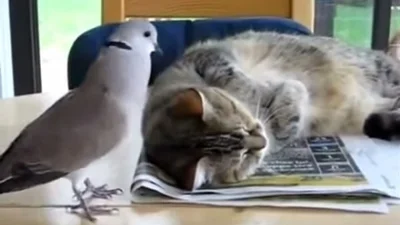 Надоедливый голубь прицепился к ленивому коту