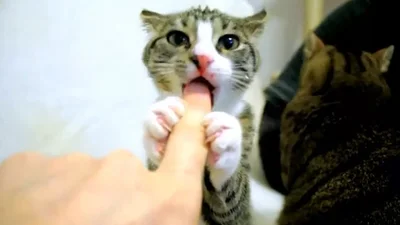 Голодный кот чуть не съел палец хозяина
