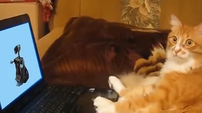 Смешной кот внимательно смотрит мультики