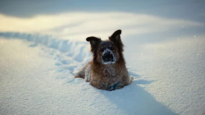 Собака нашла свой способ выбраться из снежного лабиринта