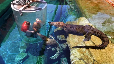 Мечта экстремалов: купание в бассейне с гигантскими крокодилами