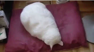 Улетный кот спит мордочкой в подушку