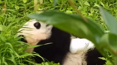 Забавная панда рассмешила зоопарк