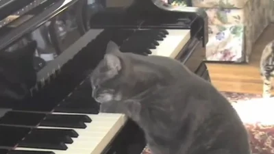 Кот-пианист взорвал интернет