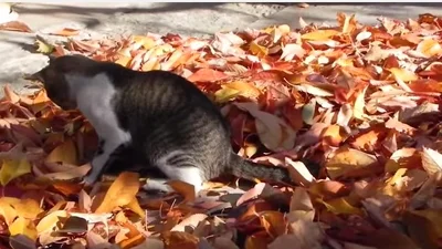 Смешной кот забавно играется в сугробе листьев