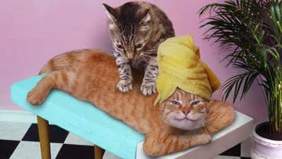 Забавный кот делает массаж своей подруге