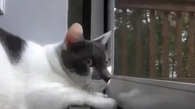 Перепуганная кошка играет в войнушки
