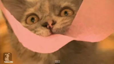 Смешные коты обмотали свои поместья розовой туалетной бумагой