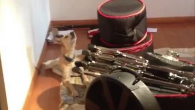 Невероятно: собака подпевает саксофонисту в ноты