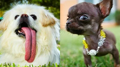 Собаки, которые прославились своей необычностью