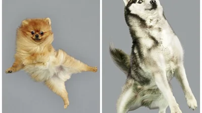 Летающие собаки стали звездами Интернета 