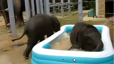 Неуклюжие слоники принимают ванну