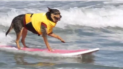 Ничего себе: собака катается на серфинге