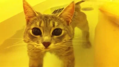Смешной кот купается в огромной ванной