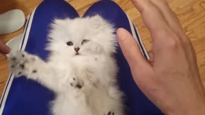 Персидский котенок забавно играет лапками