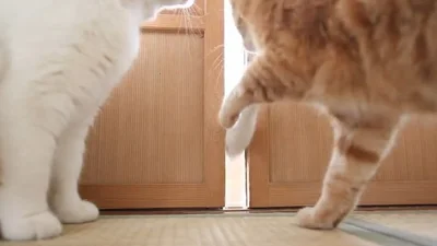 Забавная кошка пытается открыть раздвижную дверь