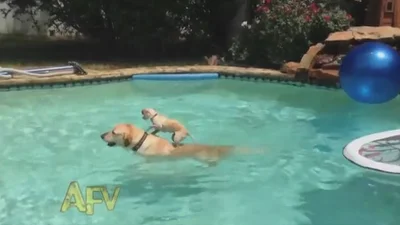Хитрый щенок придумал, как переплыть бассейн