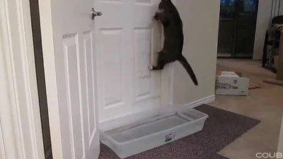Кот улетно открывает дверь
