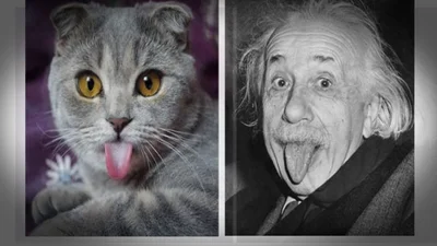 Топ самых смешных котов, похожих на известных людей