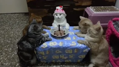 Вот так коты празднуют День Рождения
