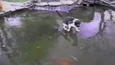 Недалекая кошка ловит рыбу на ледяном озерце