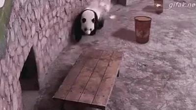 Нашлась настоящая панда кун-фу
