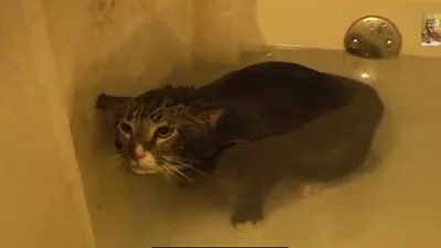 Уставший кот отмокает в ванной