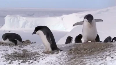 Пингвин-воришка надул всех остальных
