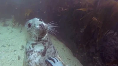 Морской котик кайфует от массажа