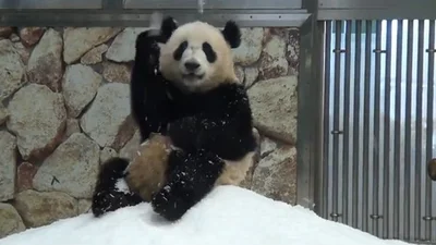 Забавная панда улетно танцует, радуясь снегу